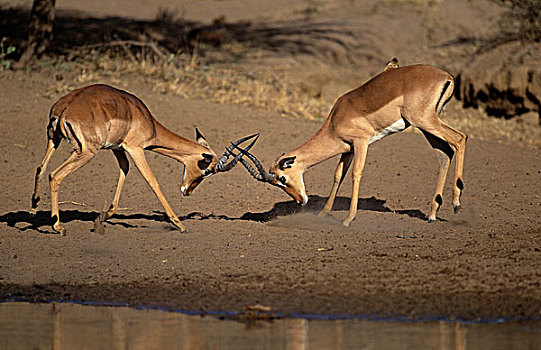 黑斑羚,克鲁格国家公园,南非,非洲
