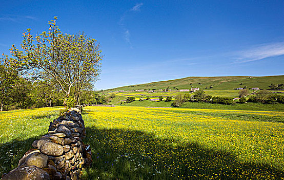 石头,栅栏,土地,野花,靠近,约克郡,英格兰
