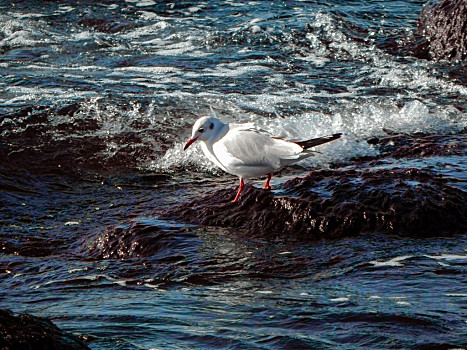 海鳥圖片_海鳥圖片大全_海鳥圖片素材