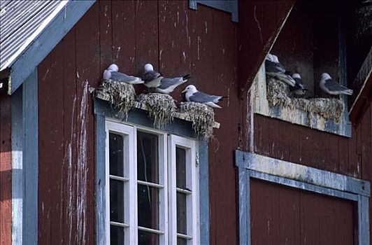 黑脚三趾鸥,三趾鸥,下方,屋顶,檐,红色,小屋,渔村,莫斯克内斯,岛屿,罗弗敦群岛,诺尔兰郡,挪威,斯堪的纳维亚,欧洲