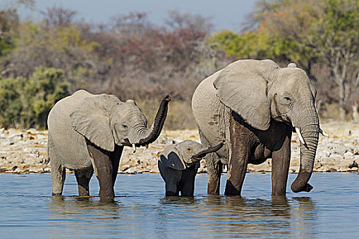非洲象,母牛,两个,幼兽,水潭,象鼻,埃托沙国家公园,纳米比亚,非洲