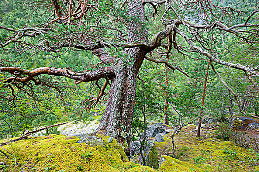 节瘤,树,挪威,斯堪的纳维亚,欧洲