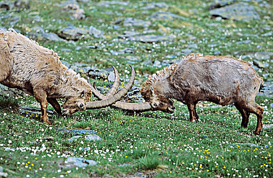 阿尔卑斯野山羊,羱羊,两个,老,斗牛,野花,草地,长,冬天,高山,动物,大帕拉迪索国家公园,意大利