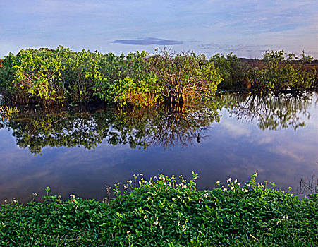 美洲蛇鸟,美洲蛇鹈,湿地,低湿地,大沼泽地国家公园,佛罗里达