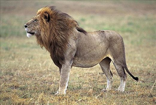 狮子,站立,猫科动物,哺乳动物,马赛马拉,肯尼亚,非洲,动物