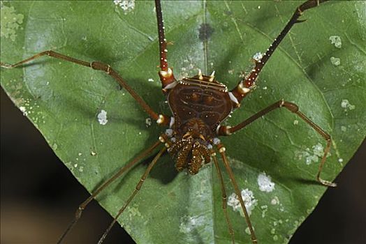 蜘蛛类,国家级保护区,秘鲁