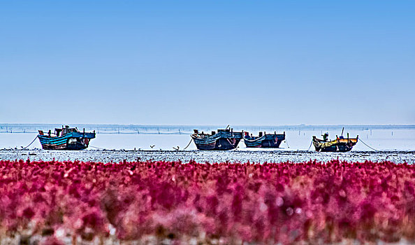 辽宁省盖州市渤海湾红海滩自然景观