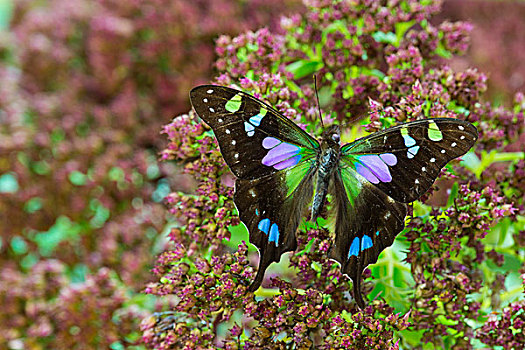 紫色,斑点,燕尾蝶