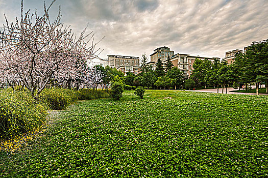 城市草地