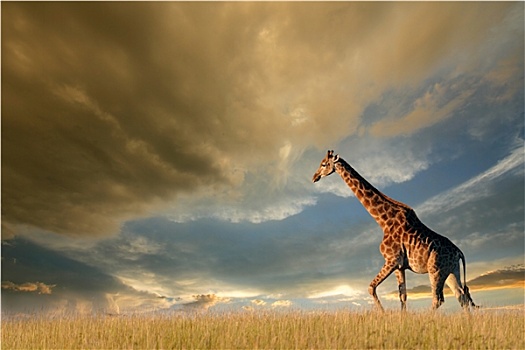长颈鹿,非洲