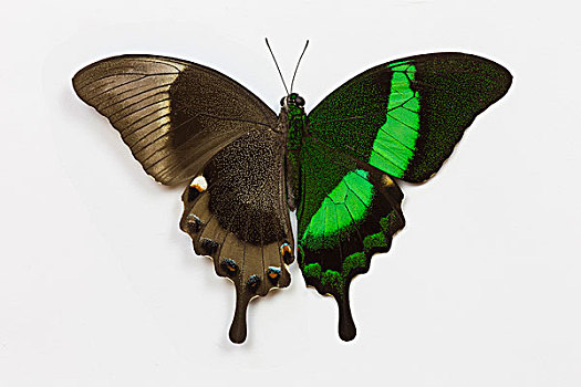 翠绿色,燕尾蝶,对比,上面,仰视,翼,凤蝶