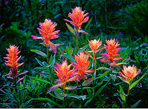 火焰草,花,弓谷省立公园,艾伯塔省
