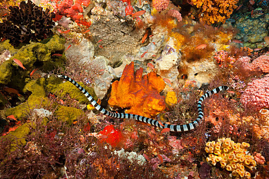 海洋,蛇,科莫多国家公园,印度尼西亚