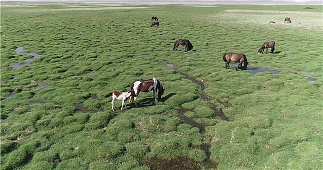 新疆伊吾,草原如绿毯,牛羊慢生活,生态美如画