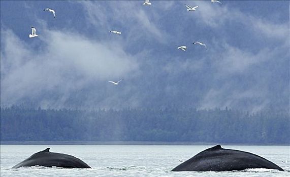 两个,驼背鲸,表面,靠近,东南阿拉斯加,夏天
