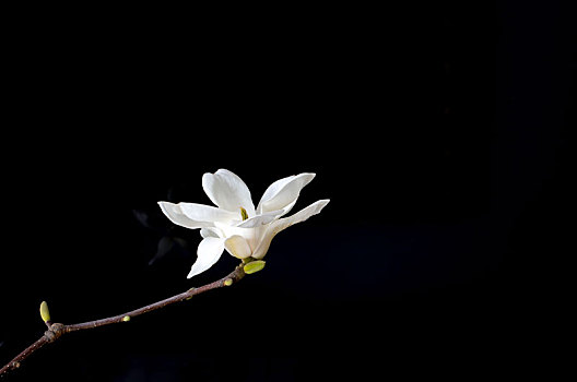 鲜花