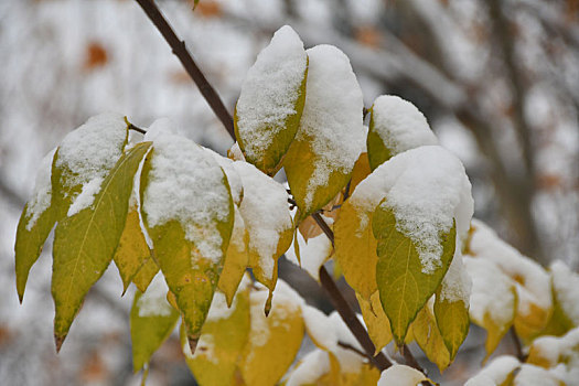 雪中树叶