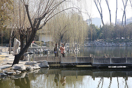 2月27日,在山东省临沂市兰山区王羲之故居洗砚池,游客在拍垂柳