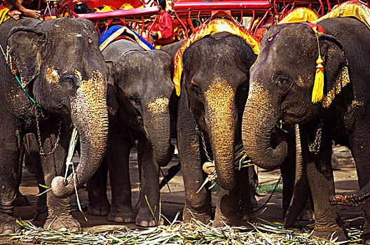 泰国,大城府,大象