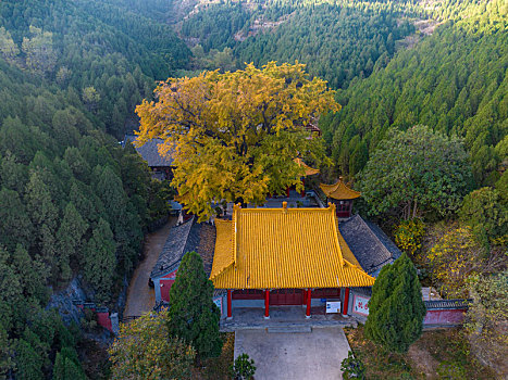 济南淌豆寺千年银杏