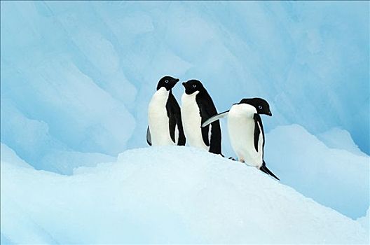 阿德利企鹅,三个,冰,南极
