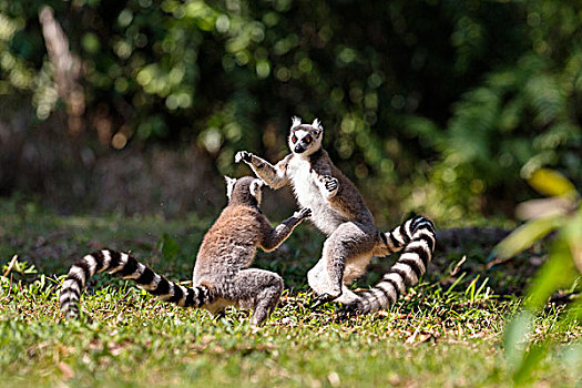 节尾狐猴,狐猴,一对,玩,马达加斯加