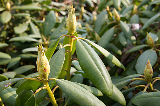 杜鹃花属植物,施蒂里亚