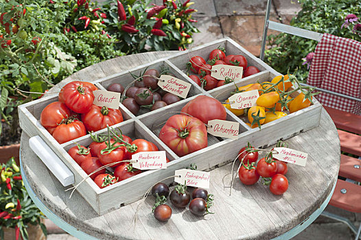 西红柿,托盘,圆,庭院桌