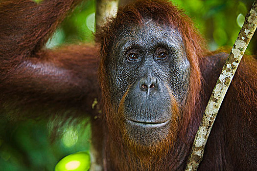 猩猩,黑猩猩,女性,檀中埠廷国立公园,印度尼西亚