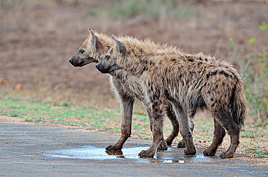 斑点土狼,笑,鬣狗,两个,幼兽,男性,站立,张望,相同,方向,克鲁格国家公园,南非,非洲