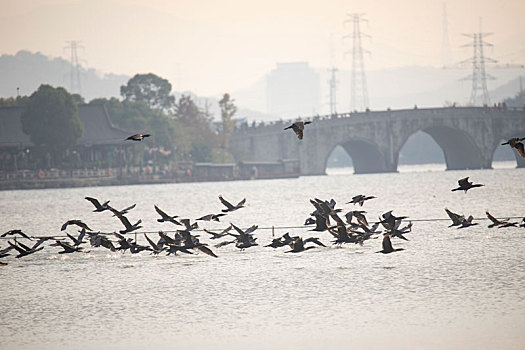 杭州市湘湖景区生态环境水鸟候鸟鸬鹚风光