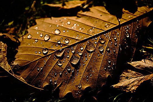 落叶,雨天