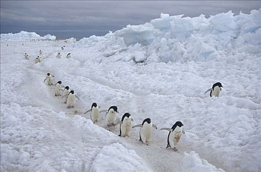 阿德利企鹅,群,通勤,生物群,迅速,冰,富兰克林,岛屿,罗斯海,南极