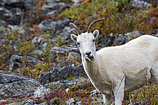 野大白羊,白大角羊,母羊,凶猛,河,环,德纳里峰国家公园,阿拉斯加,美国