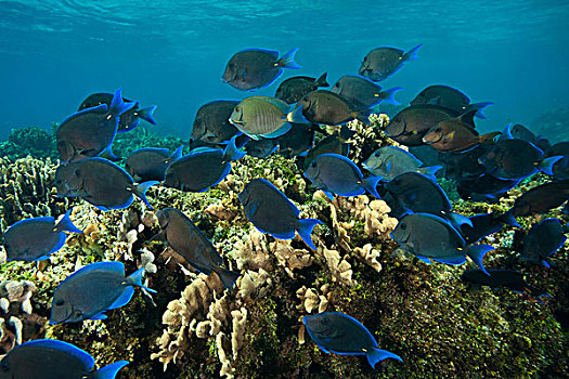 鱼群,蓝色,加勒比,深潜,海湾群岛,洪都拉斯,中美洲