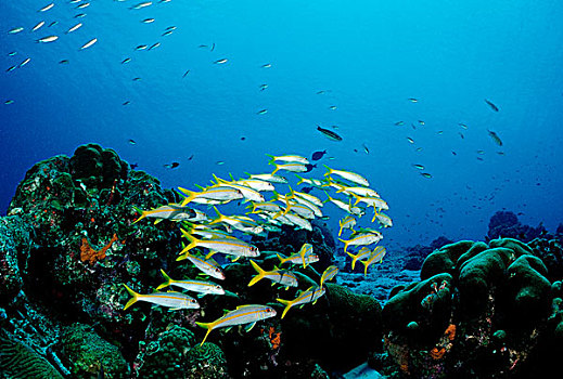黄尾笛鲷,礁石,特立尼达,加勒比海