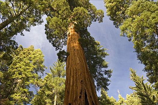 巨杉,仰视,巨大,树林,红杉国家公园,加利福尼亚,美国