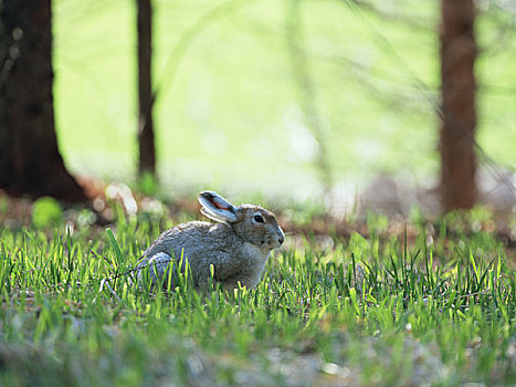 草,野兔