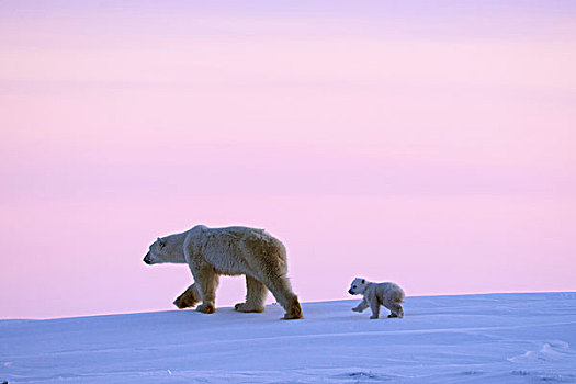 北极熊,走,上方,雪,日落,天空,瓦普斯克国家公园,哈得逊湾,曼尼托巴,加拿大