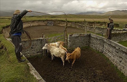 家牛,畜栏,牛仔,庄园,牛,圈拢,安迪斯山脉,厄瓜多尔,南美