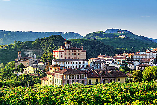 藤,地点,巴罗洛葡萄酒,库内奥省,意大利,欧洲