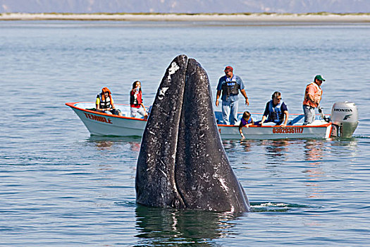 灰鲸,正面,观鲸,船,下加利福尼亚州,墨西哥