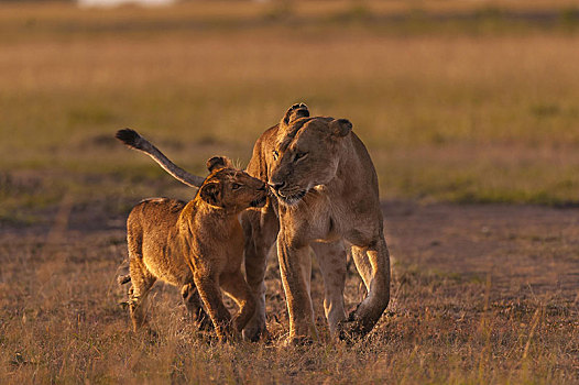 狮子,成年,女性,幼兽,晨光,塞伦盖蒂,裂谷省,肯尼亚,非洲