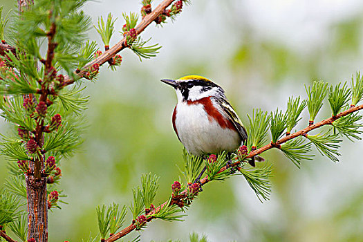 鸣禽,林莺属,北方针叶林,新斯科舍省,加拿大
