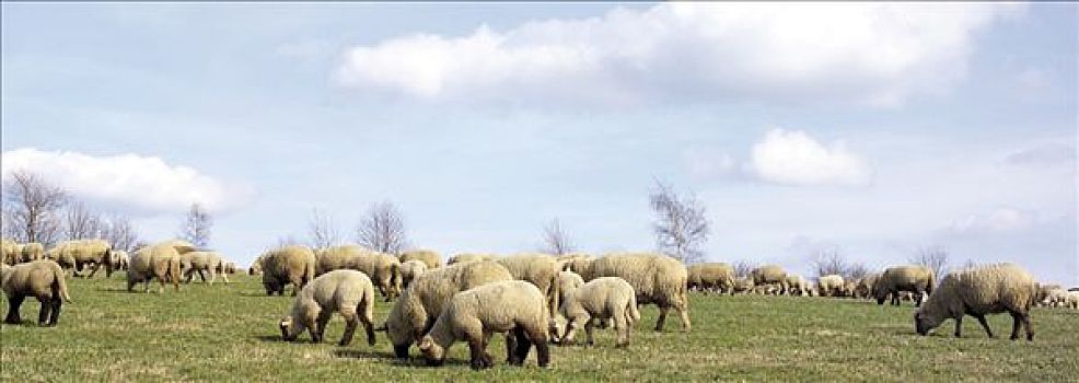 牧群,绵羊,北莱茵威斯特伐利亚,德国,欧洲