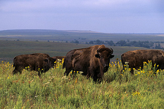 俄克拉荷马,靠近,野牛