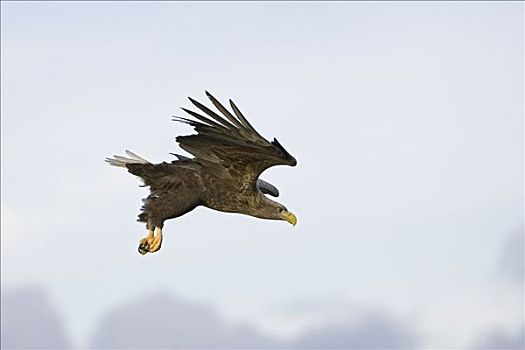 白尾鹰,白尾海雕,飞,挪威