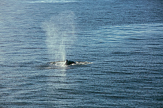南极座头鲸
