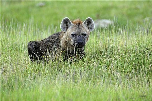斑鬣狗,纳库鲁湖,国家公园,肯尼亚,东非
