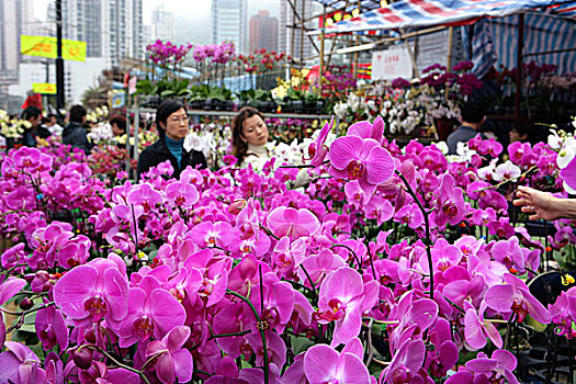 春节,花市,铜锣湾,香港